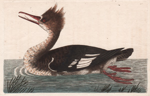 Dun Merganser